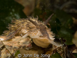 On my first dive with my DSLR, the Olympus E330 with 50mm... by John De Jong 